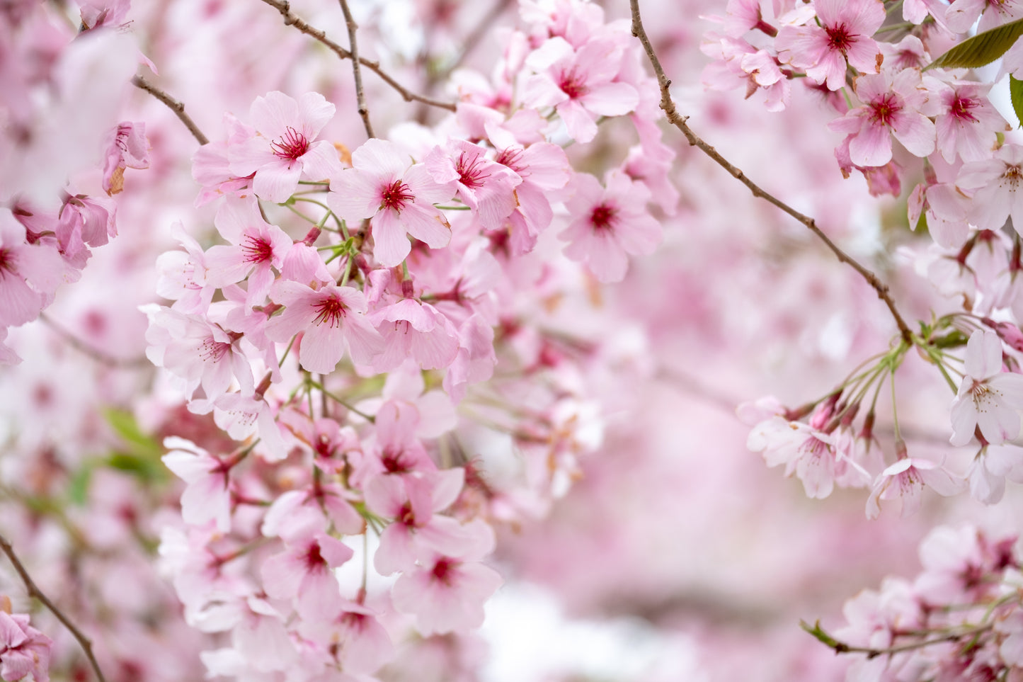 Hawaiian Honey Blossom