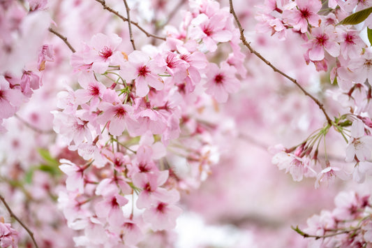 Hawaiian Honey Blossom