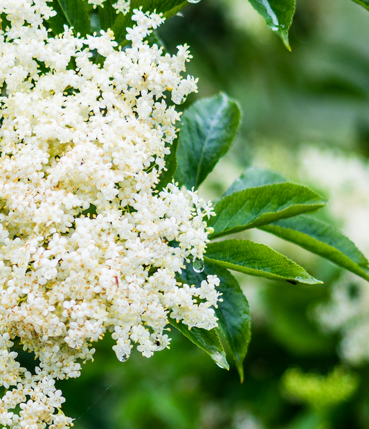 Rhubarb and Elderflower