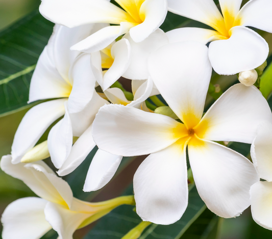 Wild Frangipani